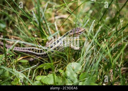 Eidechse (lat. Lacerta agilis) im natürlichen Lebensraum während der Paarungszeit. Stockfoto