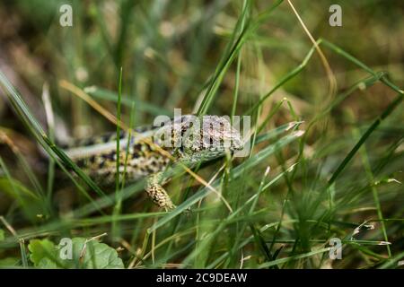 Eidechse (lat. Lacerta agilis) im natürlichen Lebensraum während der Paarungszeit. Stockfoto