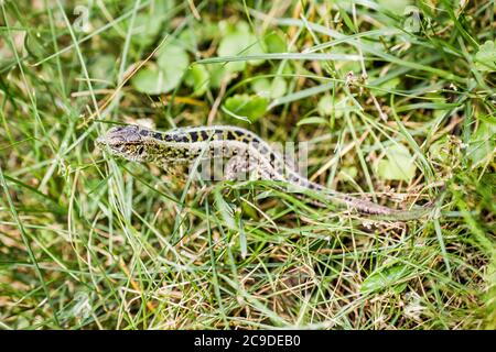 Eidechse (lat. Lacerta agilis) im natürlichen Lebensraum während der Paarungszeit. Stockfoto