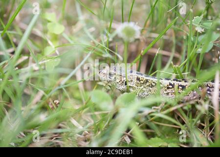 Eidechse (lat. Lacerta agilis) im natürlichen Lebensraum während der Paarungszeit. Stockfoto