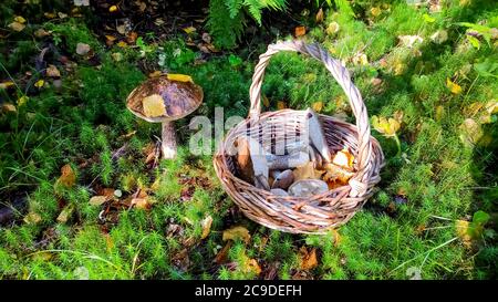 Köstliche frisch gepflückte Wildpilze aus dem heimischen Wald: Bolete, Zwieback, Birke Bolete und weinende Bolete Pilze in einem Weidenkorb auf einem Stockfoto