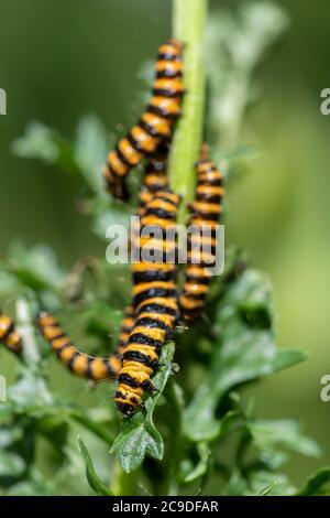 Zinnober (Tyria jacobaeae) Raupen füttern Ragwort (jacobaea vulgaris) Stockfoto