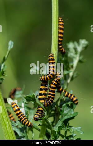 Zinnober (Tyria jacobaeae) Raupen füttern Ragwort (jacobaea vulgaris) Stockfoto