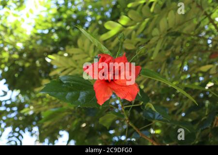 Roter Hibiskus Blume im Garten Stockfoto