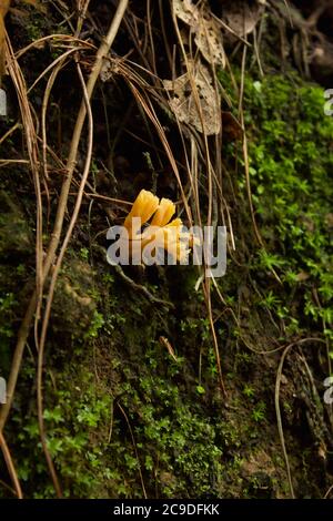 Pilze wachsen auf der Seite des Weges Stockfoto