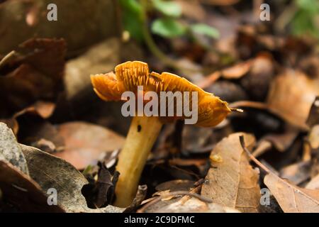 Pilze wachsen auf der Seite des Weges Stockfoto