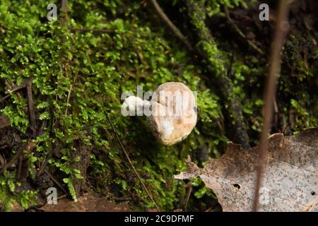 Pilze wachsen auf der Seite des Weges Stockfoto