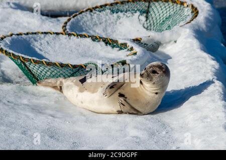 Eine große Erwachsene Harfenrobbe liegt auf einem weißen Schneebett. Stockfoto