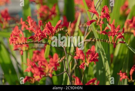 Feurig rote Blüten vor einem Hintergrund von Schwert wie grüne Blätter von Crocosmia Luzifer im Garten im Sommer gesehen. Stockfoto