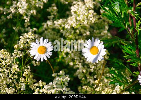 Zwei Gänseblümchen in der Mitte einer Wiese Stockfoto