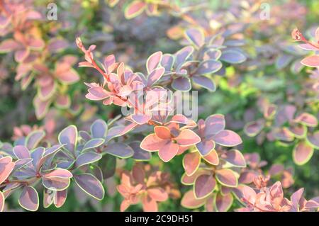 Lila Hintergrund aus den Blättern der japanischen Berberbeere Berberbeere Thunbergi, Thunbergs Berberry, rote Berberbeere . Stockfoto