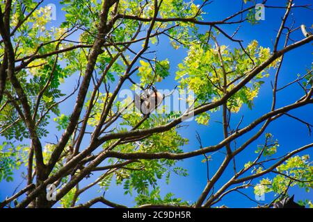 Viele Fruchtfledermäuse hängen im Baum und warten auf den Abend Stockfoto