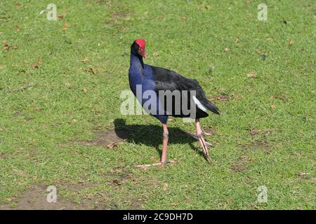 Australasian Swamphen oder Pukeko in einem Park in Neuseeland Stockfoto