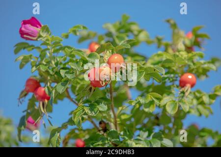 Orange rote Hagebutten und Blätter der Rosa rugosa rubra vor dem Hintergrund des blauen Himmels im Sommer gesehen. Stockfoto