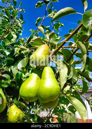 Viele reife Birnen sind bereit zur Ernte Stockfoto