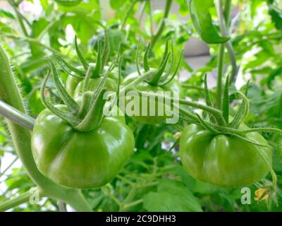 Viele grüne Tomaten müssen noch bis zur Ernte warten Stockfoto