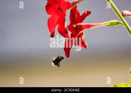 Hummel sammelt Nektar aus violetten Blüten auf einer Wiese Stockfoto