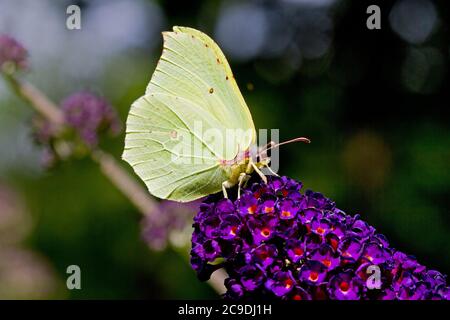 Gemeiner Schwefel Schmetterling auf Blume des Sommer Flieder Stockfoto