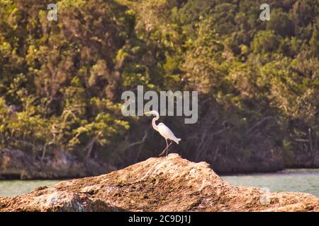 Great White Heron auf Big Rocks geduldig warten auf Fisch thront Stockfoto