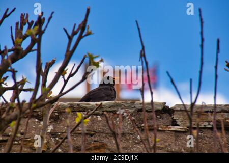 Männliche Amsel mit Union Jack im Hintergrund Stockfoto