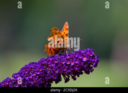 Komma Schmetterling auf Blume des Sommerflieders Stockfoto