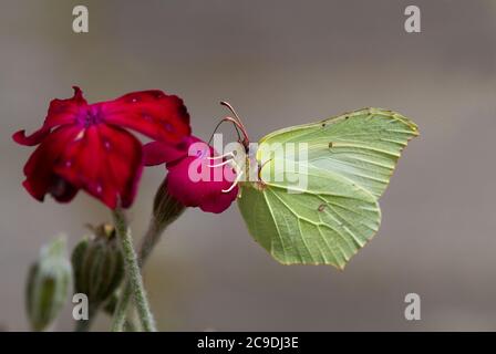 Gemeiner Zitronenfalter auf der leuchtend magentafarbenen Blüte von Rose campion Stockfoto