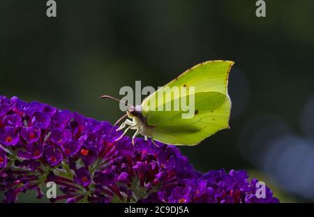 Gemeiner Schwefel Schmetterling auf Blume des Sommer Flieder Stockfoto