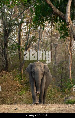 Asiatischer Elefant in der Wildnis zu Fuß in Richtung Wasserloch in Nagarhole Tiger Reserve in Indien. Stockfoto