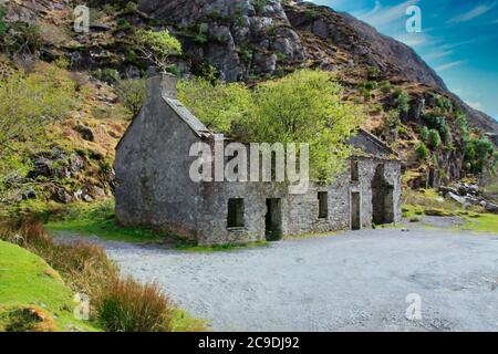 Baum wächst aus einer alten irischen Ruine Stockfoto