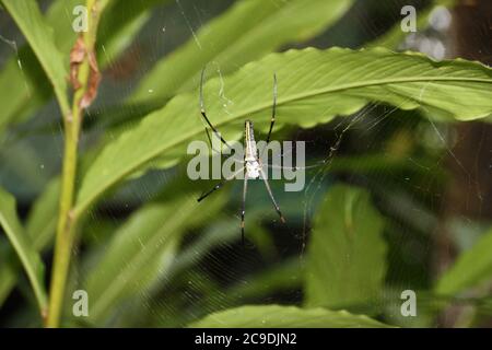 Ein nördlicher Goldener Orb Weaver, Nephila pilipes pilipes Stockfoto