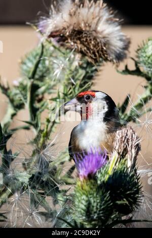 Goldfink, Carduelis carduelis, die sich auf einer großen Distel ernährt, indem sie die Samen auspickten. Stockfoto