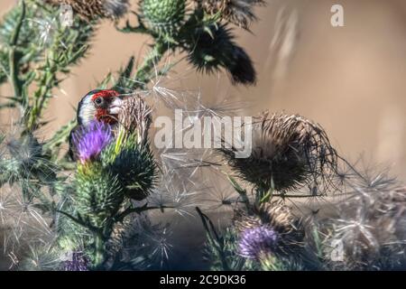 Goldfink, Carduelis carduelis, die sich auf einer großen Distel ernährt, indem sie die Samen auspickten. Stockfoto