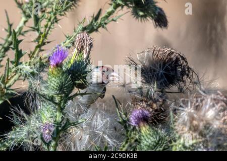 Goldfink, Carduelis carduelis, die sich auf einer großen Distel ernährt, indem sie die Samen auspickten. Stockfoto