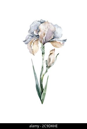 Iris Blumen und grüne Blätter geometrisch. Handgezeichnete Aquarell realistische isolierte Illustration. Grußkarte, tropisches Set. Stockfoto
