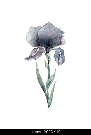 Iris Blumen und grüne Blätter geometrisch. Handgezeichnete Aquarell realistische isolierte Illustration. Grußkarte, tropisches Set. Stockfoto