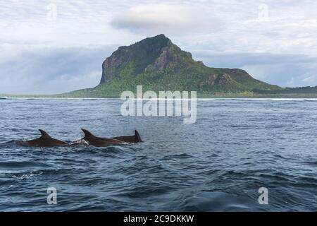 Spinner Delfine schwimmen im Indischen Ozean auf Mauritius mit Le Morne Berg im Hintergrund, Afrika Stockfoto