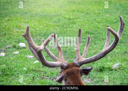 Große Hörner von Rotwild auf grünem Hintergrund. Der Rothirsch Cervus elaphus ist eine der größten Hirscharten. Stockfoto