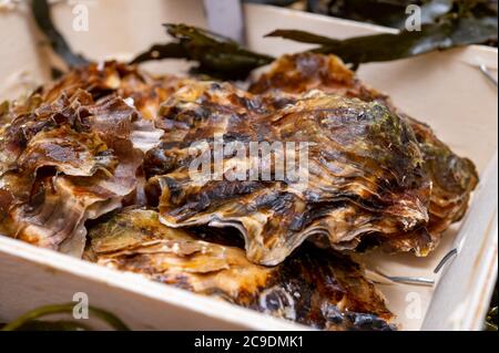 Frische zeeuwse creuse pacific oder japanische Austern Weichtiere auf Fischmarkt in Yerseke, Niederlande Stockfoto