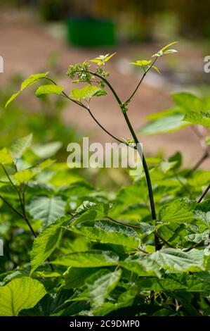 Botanische Sammlung von Heilpflanzen und Kräutern, Eleutherococcus senticosus oder Teufelsbusch, sibirischen Ginseng, eleuthero endemische Pflanze Stockfoto