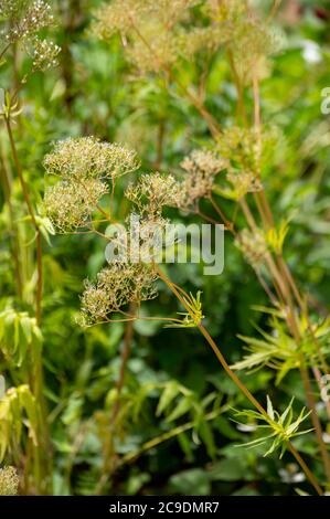 Botanische Sammlung von medinalen Pflanzen und Kräutern, Baldrian oder Valeriana officinalis Pflanze im Sommer Stockfoto