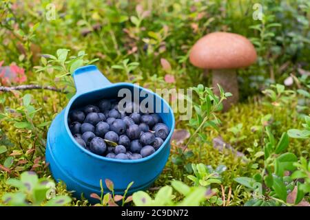 Becher gefüllt mit reifen süßen Heidelbeeren. Beeren pflücken im Wald. Stockfoto