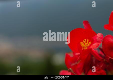 Nahaufnahme von roten Begonias über dem See Stockfoto