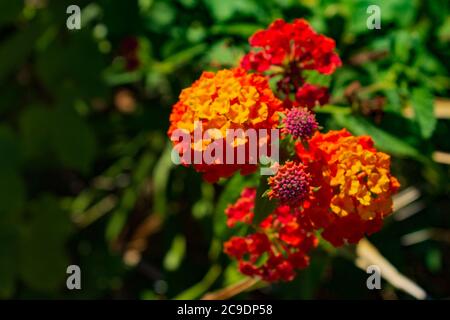 Eine rote und gelbe lantana Camara Stockfoto