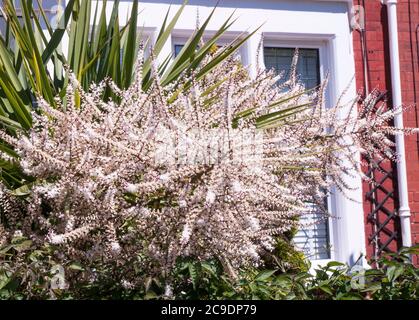 Cordyline australis Dracaena australis mit langen Blume Rispen in enger bis Lager in vielen kleinen creme-weißen Blüten Stockfoto