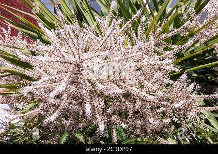 Cordyline australis Dracaena australis mit langen Blume Rispen in enger bis Lager in vielen kleinen creme-weißen Blüten Stockfoto