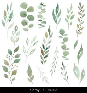 Hand bemalt Aquarell Eukalyptus und Grün Blätter isoliert auf weißem Hintergrund. Clipart-Satz. Perfekt für Einladungen, Papiere, Karten, diy-Projekte Stockfoto