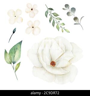 Weiße Blume und Grün Blätter Cliparts Set. Aquarell handgezeichnete botanische Illustration. Stockfoto