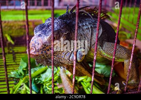 Große Eidechse im Käfig auf Turtle Island in Bali Indonesien Stockfoto