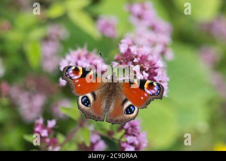 Oberseite eines Pfauenschmetterlings (Inachis io), der sich auf einer Hanf-Agrimony-Pflanze ernährt. Stockfoto