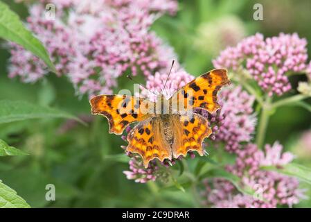 Oberseite eines Komma-Schmetterlings (Polygonia c-Album), der sich an einer Hanf-Agrimonie ernährt Stockfoto